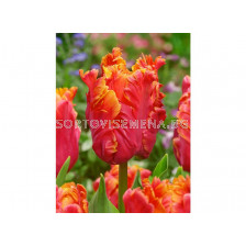 Лале /Tulip Comet/ 10/11
