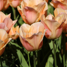 Лале /Tulips 'Apricot Beauty' / 1 бр