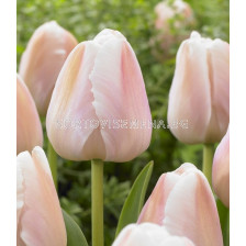 Лале /Tulip Apricot Pride/ 11/12
