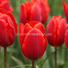 Лале/ Tulips triumph Couleur Cardinal - 1 бр.