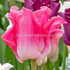 Лале coronet Crown of Dynasty - 1 бр.