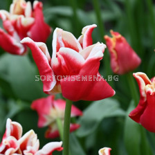 Лале/ Tulips triumph Elegant Crown - 1 бр.