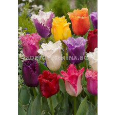 Лалета микс/ Tulips fringed mixed - 1 бр.