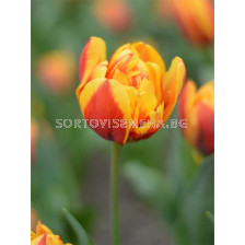 Лале double late Givenchy - 1 бр.