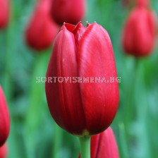Лале /Tulip Kingsblood/ 11/12