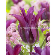 Лале /Tulip Purple Doll/ 10/11