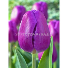 Лале (Tulip) Triumph Purple Flag