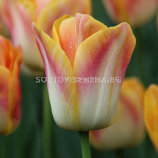 Лале /Tulip Salmon Dynasty/ 1 бр