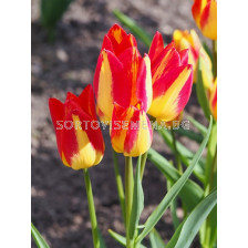 Лале/  Tulipa Colour Spectacle -  1 бр