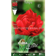 лале Double early Abba