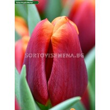 Лале /Tulip Angela Merkel/ 11/12