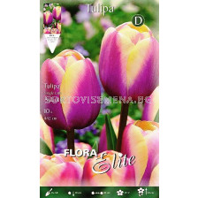 Лале (Tulip) Atlantis