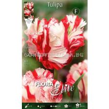 Лале Parrot Estella Ringveld