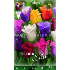 Лалета Fringed Mixed 