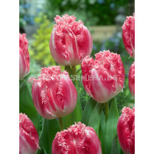 Лале  fringed Neglige - 1 бр.