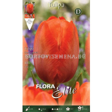 Лале Orange van Eijk