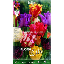 Лалета Parrot микс - 1 оп (10 луковици)