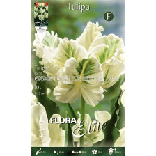 Лале Parrot White 