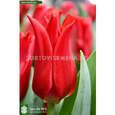 Лале lily-flowered Pretty woman /Tulip 