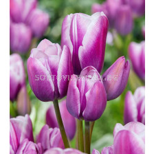 Лале /Tulip Elegance/ 11/12