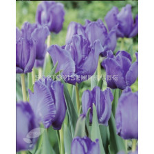 Лале (Tulip) Single Late Bleu Aimable - 5бр