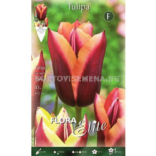 лале Slawa (1оп - 10 луковици)