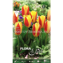 Лале Stresa 11/12