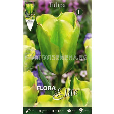 Лале Viridiflora Formosa