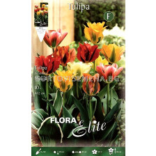 Лале Viridiflora Mixed