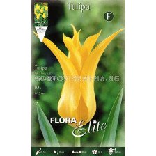 Лале (Tulip) Lilyflowering West Point