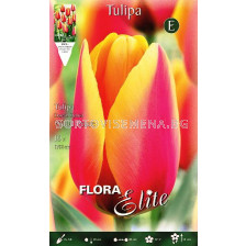 Лале (Tulip) World Peace