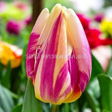 Лале triumph Happy Feet - 1 бр.