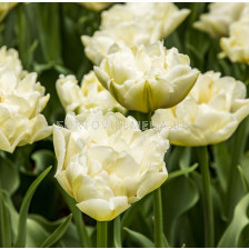 Лале double early Northcap -  1 бр.