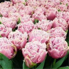 Лале /Tulip Cairns/ 11/12