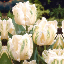 Лале /Tulip Madonna/ 1 бр