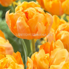 Лале /Tulips Orca / 1 бр