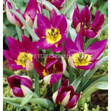 Лале Miscellaneous humilis Violacea Yellow Base