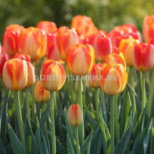 Лале/ Tulips triumph Prinz Armin - 1 бр.