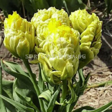 Лале/  Tulipa Emerald Star - 1 бр.