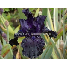 Ирис / IRIS GERM. BLACK DRAGON / 