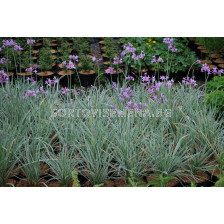 Тулбагия /Tulbaghia violacea 'Silver / 1 бр