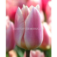Лале /Tulip 'Apricot Delight/ 1 бр