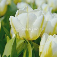 Лале /Tulip Calgary Flames/ 11/12