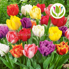 Лале /Tulip double early mix/ 11/12