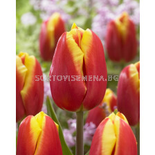 Лале /Tulip Dow Jones/ 11/12