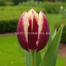 Лале/ Tulip triumph Maiburg - 1 бр.
