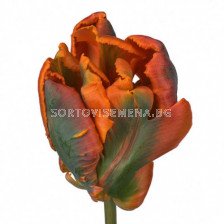 Лале Orange Rococo 5 бр