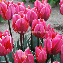 Лале triumph Pretty Princess - 1 бр.
