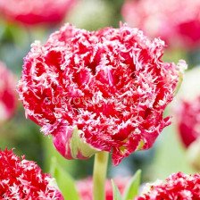 Лале /Tulip Qatar'/ 1 бр