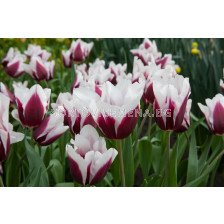 Лале triumph Spitsbergen - 1 бр.